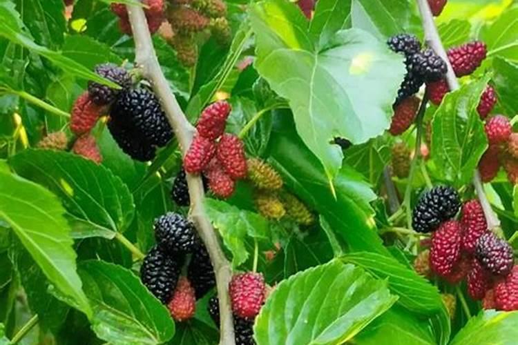 苹果树怎样施肥比较好呢苹果树施肥方法及时间