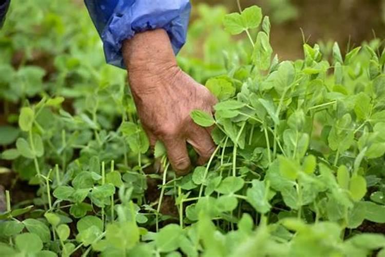 碗豆尖适合施什么肥料