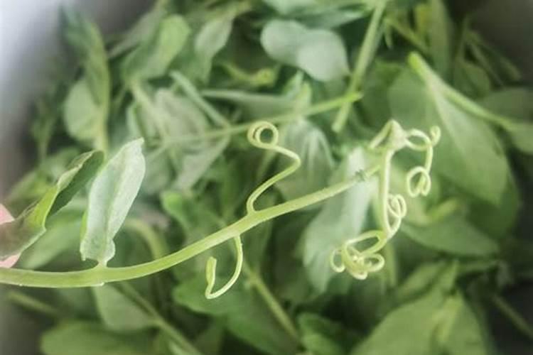 种豌豆尖用什么肥料