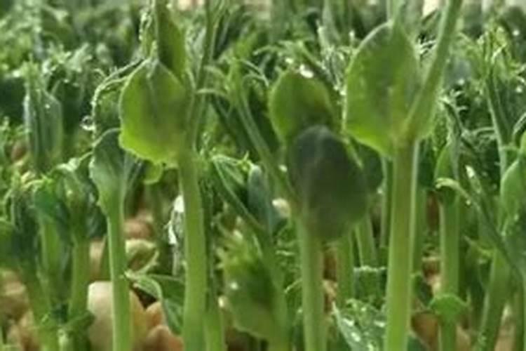 种豌豆尖用什么肥料才长得壮？