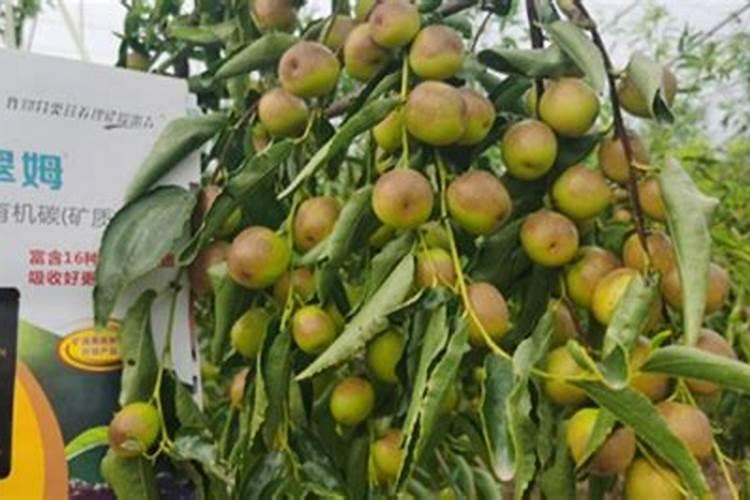 辣椒膨果最快最好的水溶肥