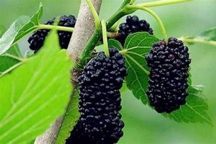 桑葚在定植之后,该如何进行水肥方面的管理？