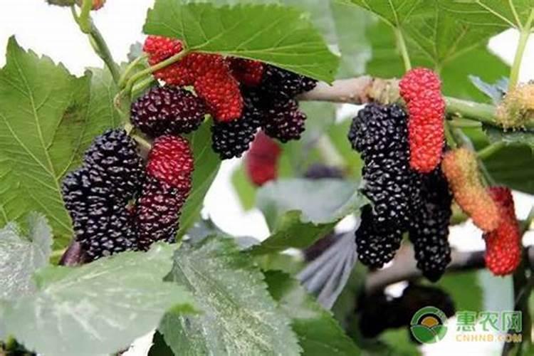 大棚桑葚高产种植技术 桑葚怎么养殖