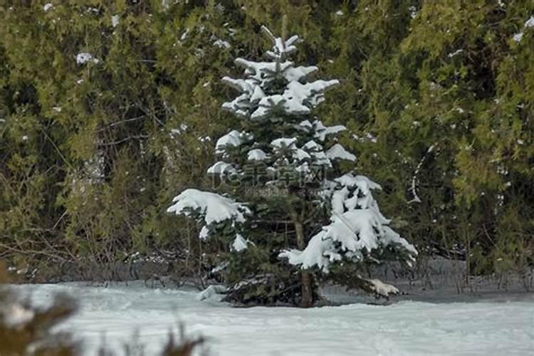 促进苗木生长粗壮的药物