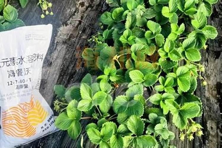 如何辨别水溶肥料的好坏