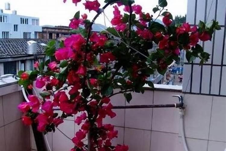 三角梅用磷酸二铵可以吗？