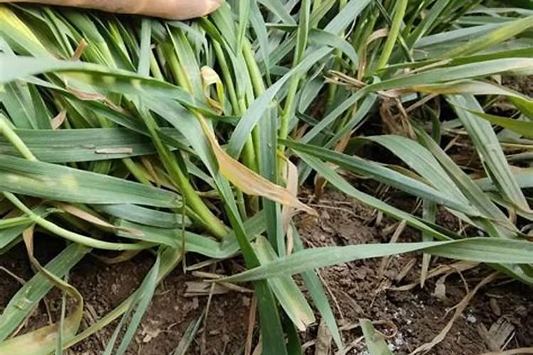 小麦拔节期能打芸苔素吗？