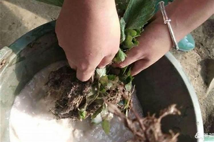 黄芪壮根叶面肥品牌哪个好,黄芪壮根叶面肥什么牌子的好？