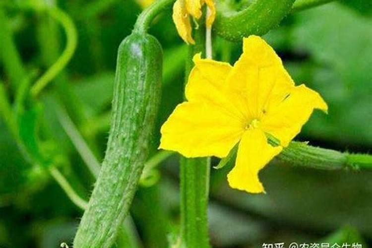 黄瓜坐果期施什么肥料