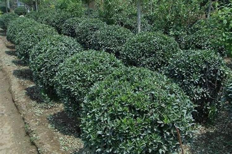 大叶黄杨的施肥与管理方法