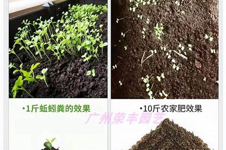 蚯蚓粪怎么发酵 肥力如何