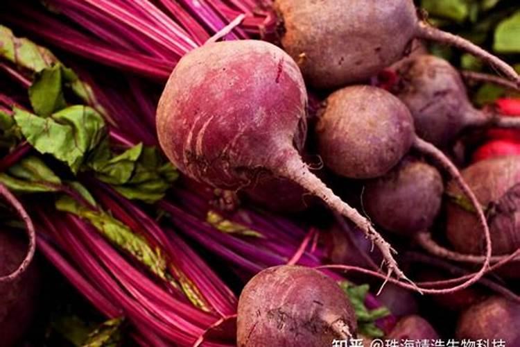 甜菜地中后期了打什么叶面肥