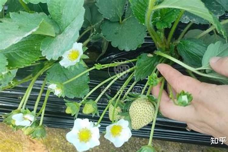 冬季降温,大棚草莓该如何施肥？
