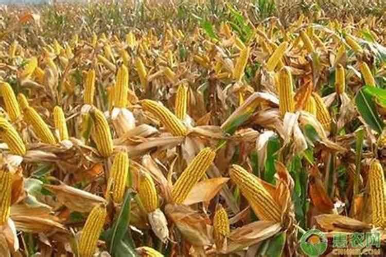 喜氮肥植物有哪些