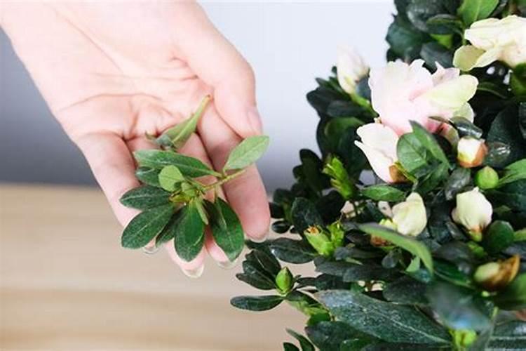 盆栽植物开花可以喷叶面肥吗