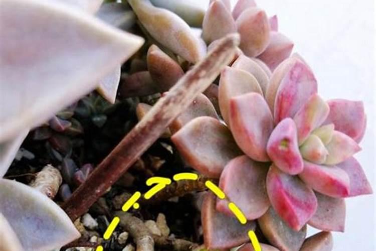 红薯专用肥最佳配方