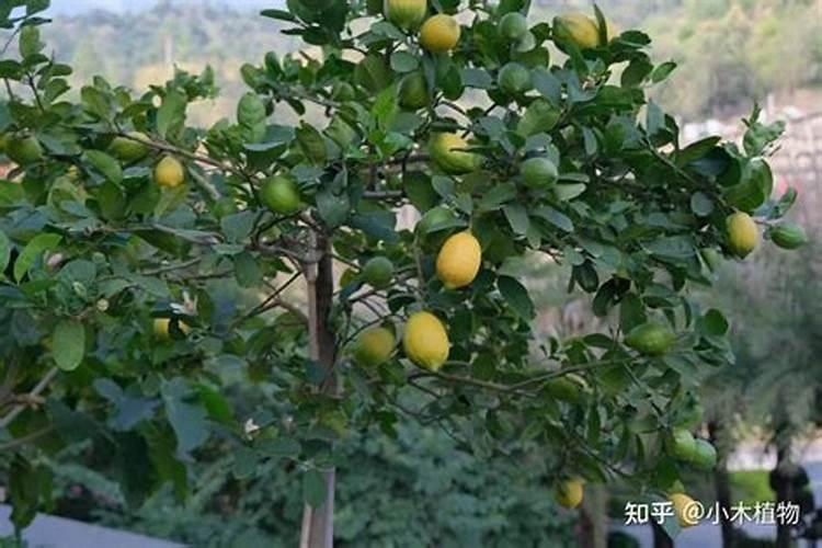 柠檬挂果后需要施什么肥