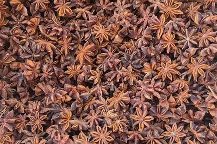 八角种下去多久放肥料