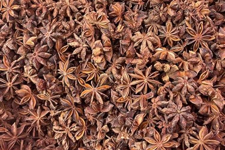 八角金盘适合什么肥料