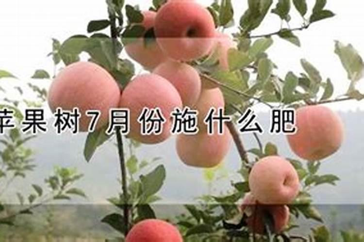 苹果树用什么肥料好