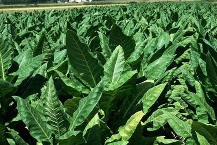 烤烟有哪些种植方法呢？