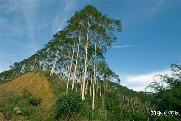 桉树需要施肥吗？