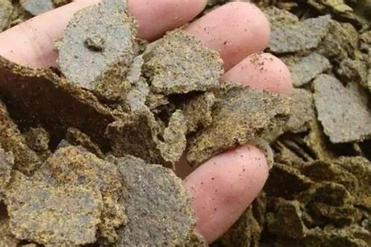 油菜饼加水泡多久才可以施肥