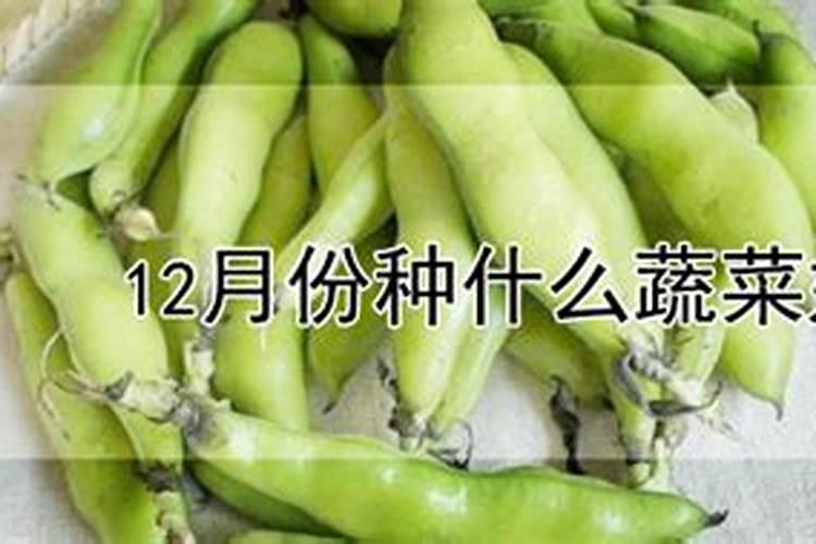 种菜最好的肥料第一名