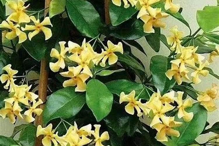 风车茉莉的养殖方法