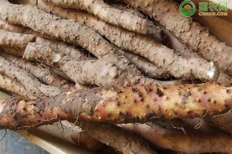 山药什么时候追肥合适