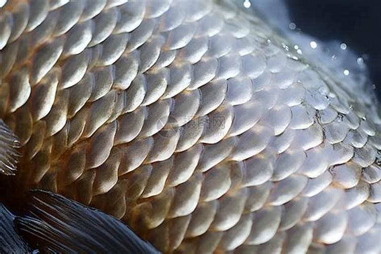 如何能够轻松地去除鱼鳞？