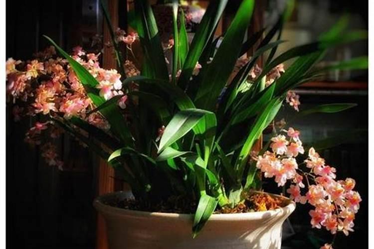 吊兰夏天能施肥吗