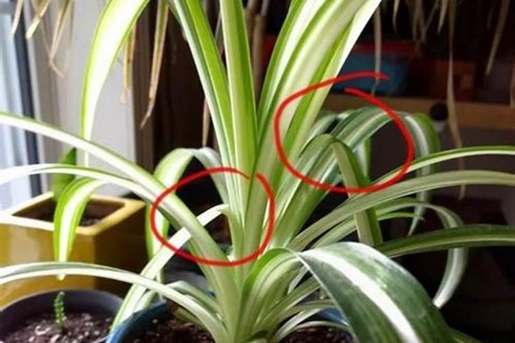 吊兰夏天能施肥吗