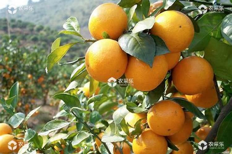 柑橘施什么肥可以增加甜度