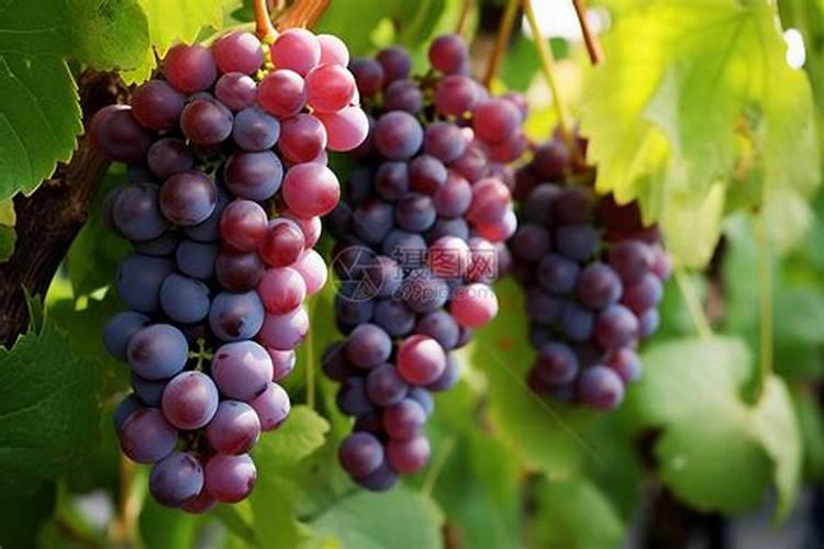 葡萄采果后施什么肥