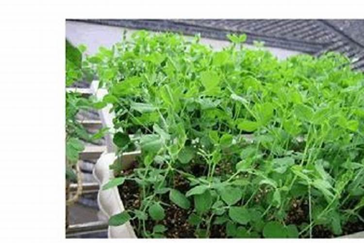 铁线蕨怎么施肥