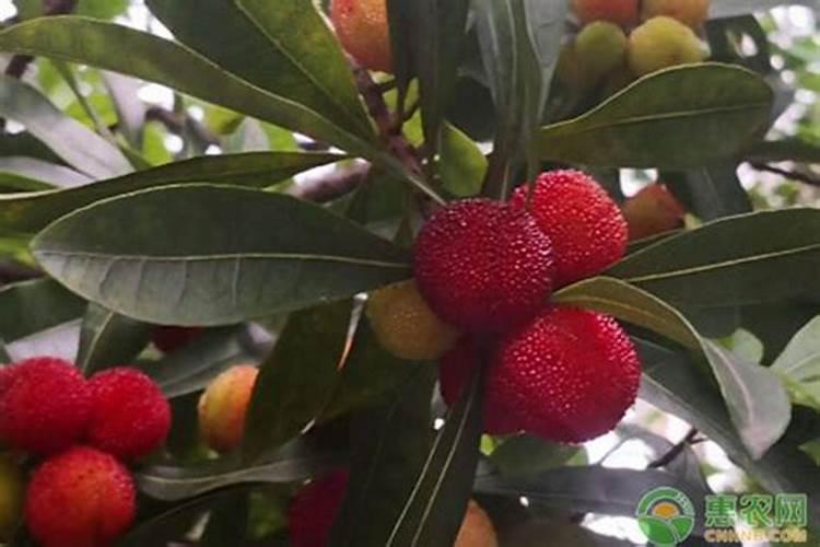 杨梅树最喜欢什么肥料