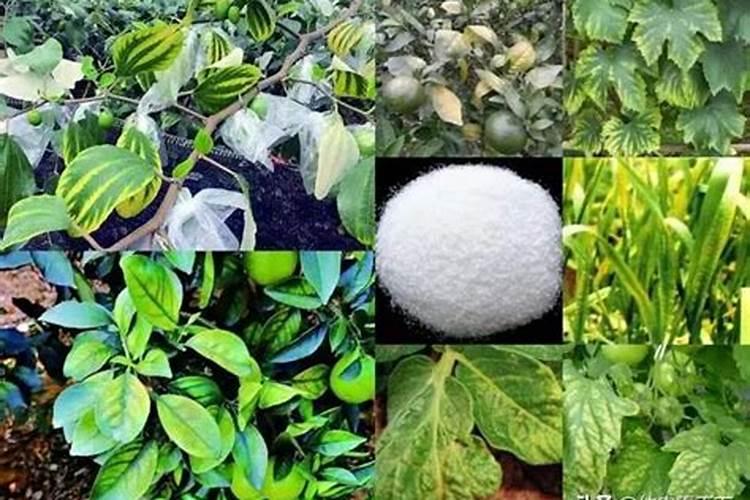 镁肥的作用与功效,过量对植物有什么影响