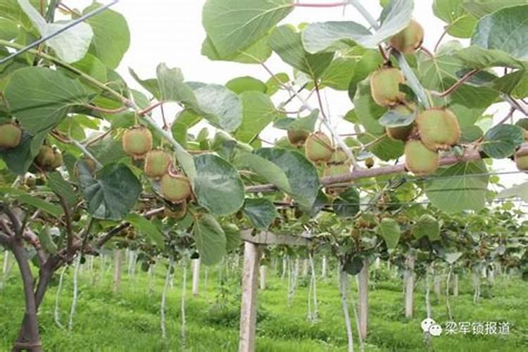 猕猴桃幼果膨大期氮磷钾怎么施肥更合理