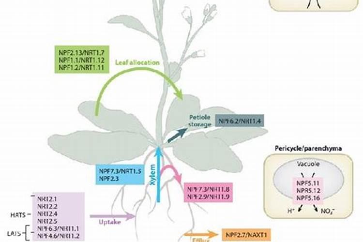 硝态氮肥的功效与作用