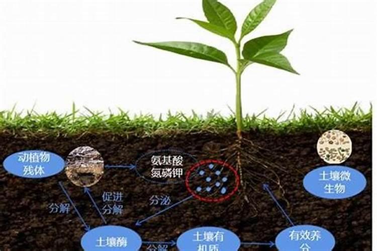 护绿仕含腐植酸水溶肥正确使用方法