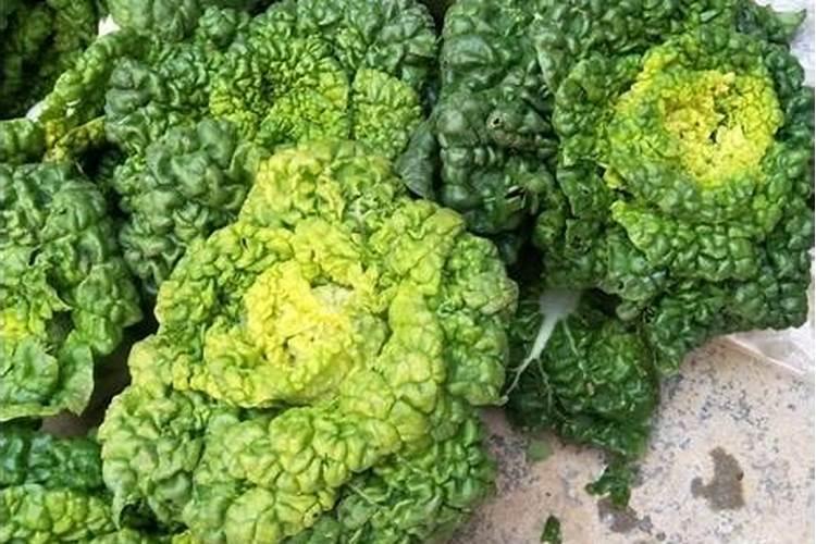 黄心乌菜可以移植北方吗？