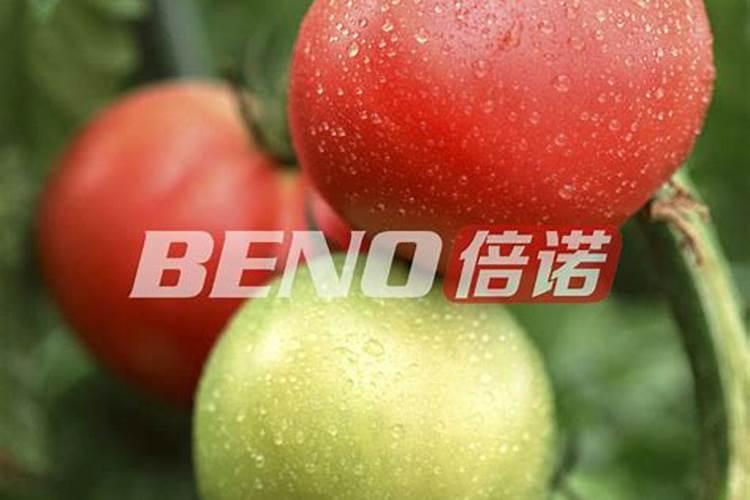 冬季西红柿如何施肥 冬季西红柿施肥时间和方法