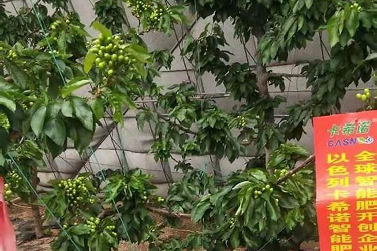 樱桃结果期冲施什么肥料好？樱桃膨果期用哪种水溶肥效果好？