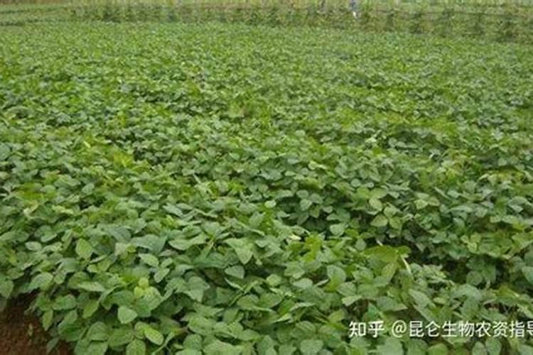 硼肥在大豆的用量是多少