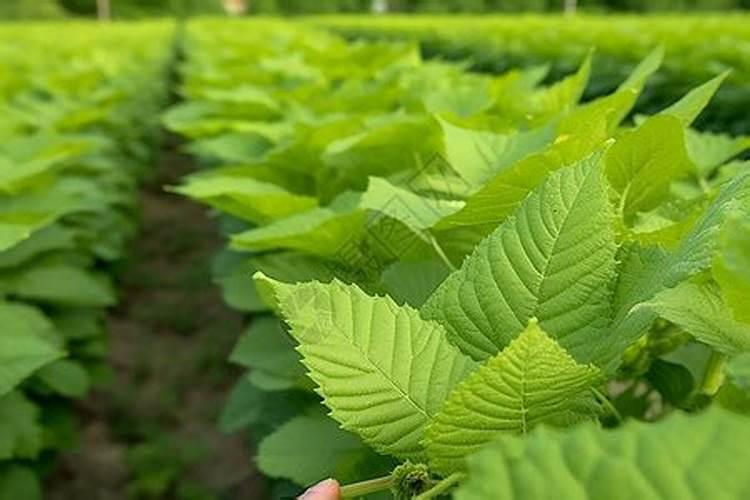 桑叶机械化收割对产量的影响