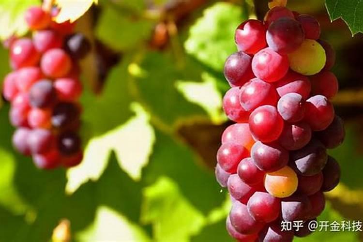 菜苗只用肥料和水浇可以吗