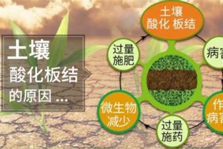 蔬菜土壤酸化是由哪些原因造成的？