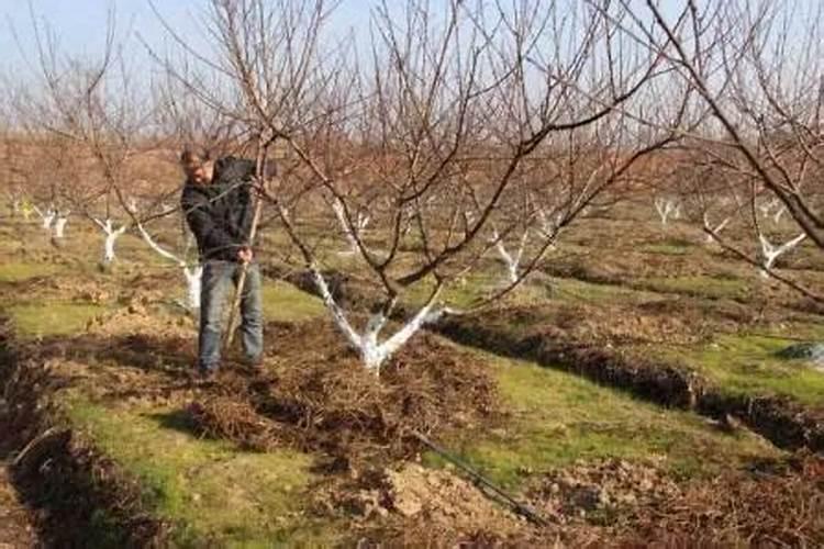 果树叶面肥用什么较好？