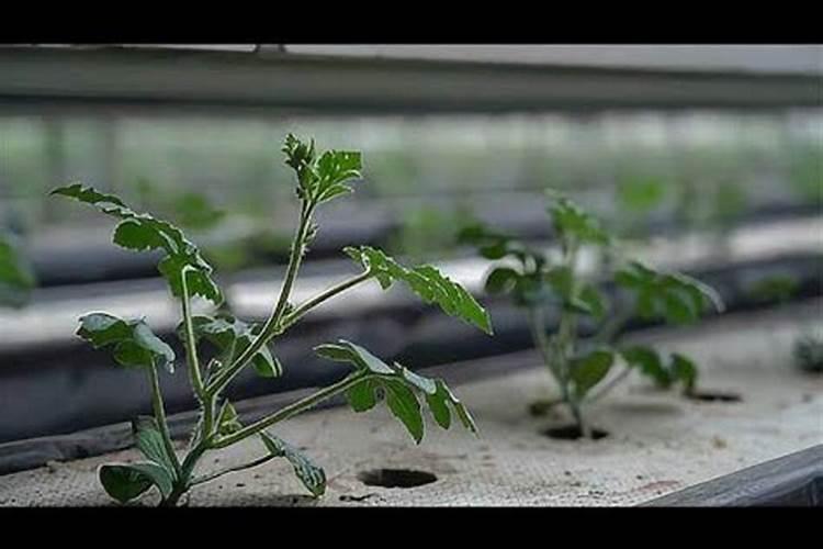 纯硫酸钾复合肥的好处和使用